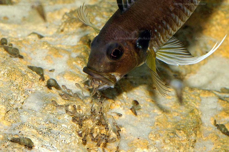 Triglachromis otostigma